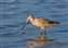 20071018_Marbled_Godwit.jpg