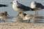 20071105_Sanderling1747.jpg