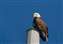 20071117_Bald_Eagle2.jpg