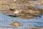 20071117_Least_Sandpiper1.jpg