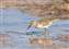 20071117_Least_Sandpiper2.jpg